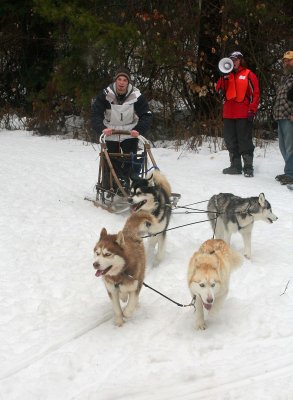 Four Dog Sporting Class At The Finish