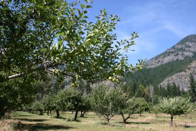 Buckner Orchard.