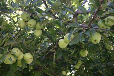 Old Apples still doing great.