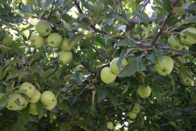 Old Apples  still doing great.