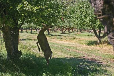 Deer in Buckner Orchard