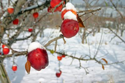 Snow on Apples ( Published For Wenatchee College )