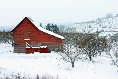 Barn in the Orchard