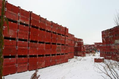 Apple Boxes at packing Plant