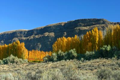 Golden Poplar Trees