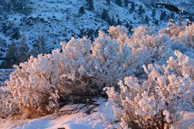 Snowy Sage at last light.