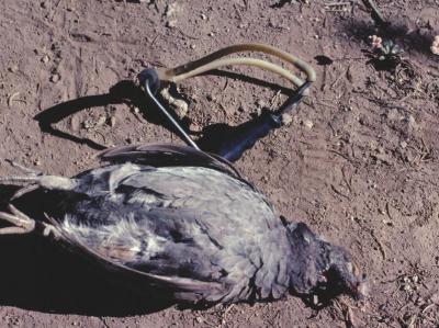  Grouse Dinner with Wrist Rocket