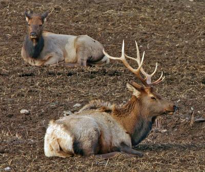  Bedded Elk