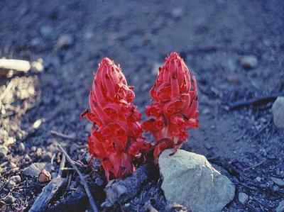 Snow Plant of the Sierras