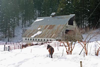  Barn and Horses in Chumstick Valley