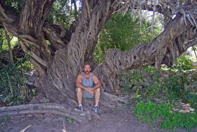305 Year Old Olive Tree at San Javier Mission
