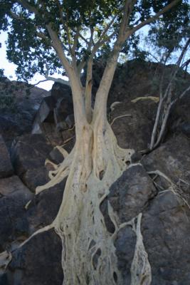  Interesting Tree Growing ( or wrapping around ) Rock