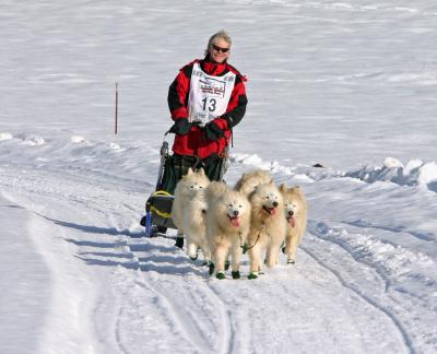  Happy Musher ( Don Duncan)  and Samoyed Dogs at finish
