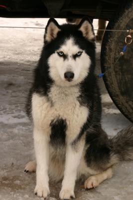 Marble Eyed Sled Dog ( Sitka)  Ready for Tomorrow's Race!