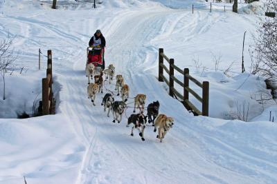 Local Musher Perry Solmonson ( Iditarod Vet 67th in last years Iditarod)