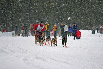 Snowy Start on second day of 6 dog racing( Dave Ford)