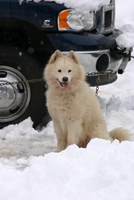 Samoyed Sled Dog from Russia ( Don Duncan's Dog)