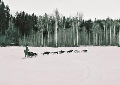 Musher with Aspens