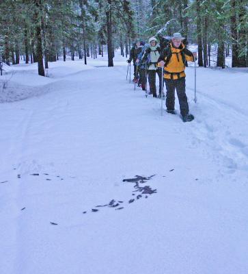  Snowshoers Pass Bobcat  Kill of a Ruffled Grouse