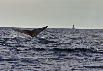 Tail of the Humpback Whale