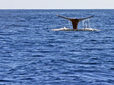 Whale Just Before It's Dive