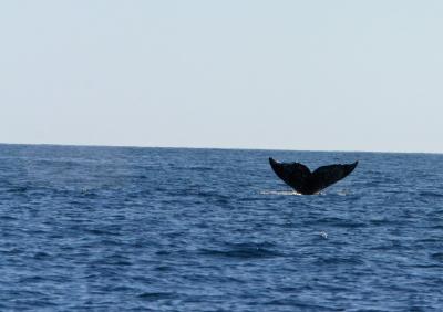 Humpback Tail.Before Dive
