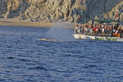  Grey Whale Gives  Bath To Drunken Gringos!!
