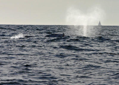  Small Group of Humpback Whales.