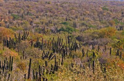 Cactus Forest.