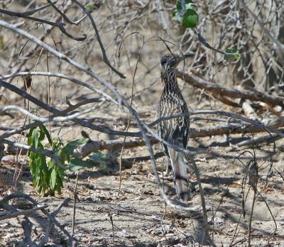  Beep Beep........ ( Road runner)