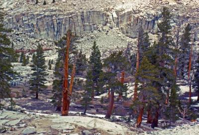 Ancient Trees in the Sierras
