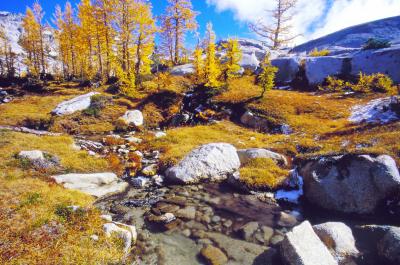  Creek Through Meadow of Gold