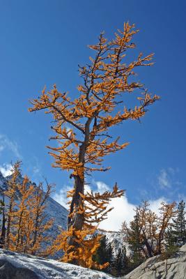  Lone Larch Guards His/Her Own Space In The Rock