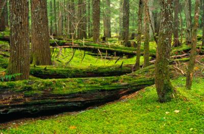  Forest Floor in Scottish Peak Proposed Wilderness ( Idaho)