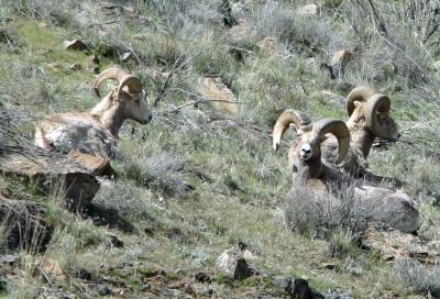 Rams enjoying Warm Winter Day