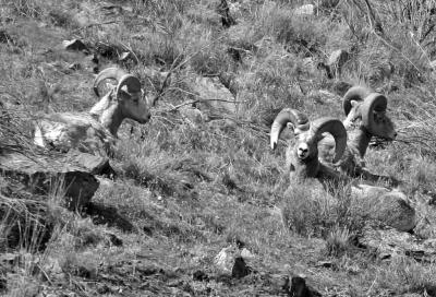 Bighorn Rams Resting Mid-Day