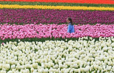 Little Girl playing in tulips