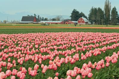 Red Barn and Pink Striped Tulips