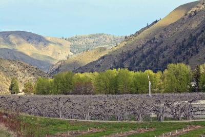 Pear Orchard along Eniat River