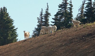  Mountain Goats Near Cispus Pass (  Sept. 2006)