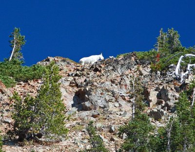  Mountain Goat Above Trail Near Cispus Pass