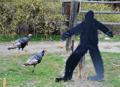 An Ardenvoir Bigfoot Chases Wild Turkeys For Their Lives!!