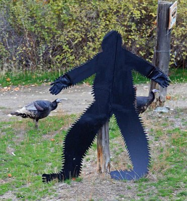 Bigfoot Of Entiat Valley About To Catch And Eat Two Wild Turkeys