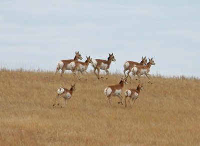 American  Antelope: