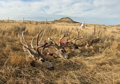  Mule Deer  Racks  after Three Hard Days Of Hunting