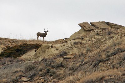 Buck On The Ridge