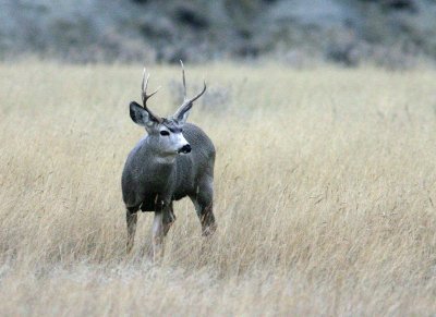  Montana Mule Deer Buck