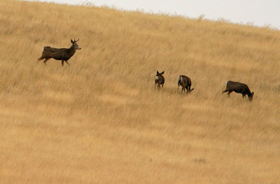  Young Mule Deer Buck Keeping Close Eye On  His Females