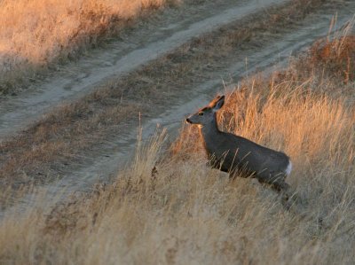 Young Doe Crossing Dirt Road  At  Sunset