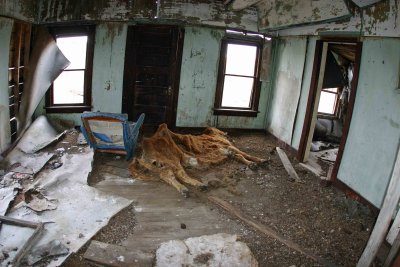 Inside Abandoned Farm House ( Dead Cow)